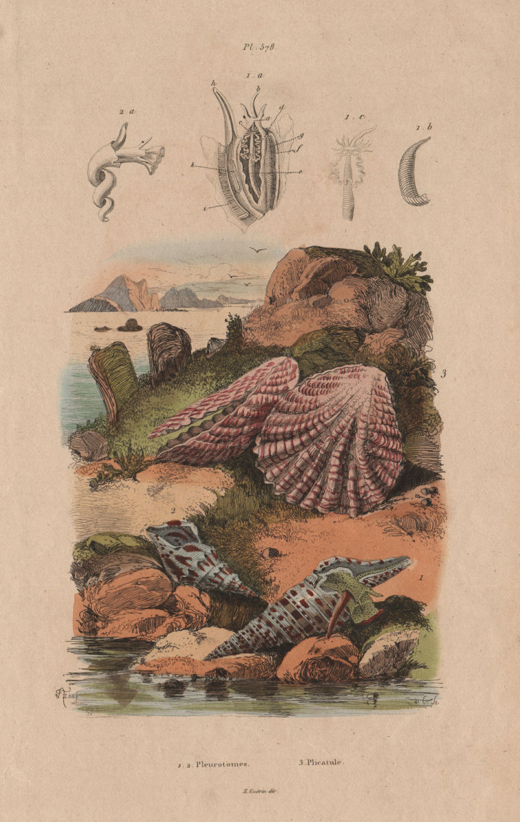 MOLLUSCS. Pleurotomia. Plicatula 1833 old antique vintage print picture